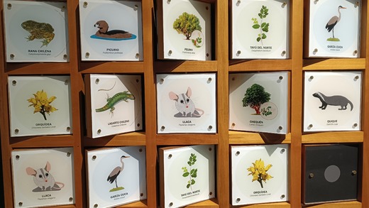 Memorice flora y fauna del Museo Histórico de Placilla
