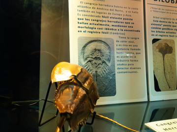 Cangrejo Herradura