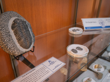 Trilobites