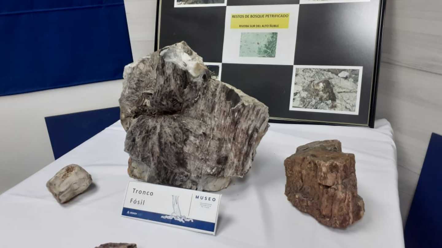 Madera fosilizada