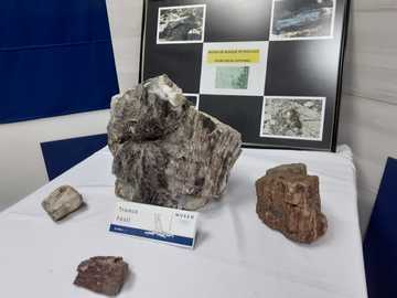 Madera fosilizada