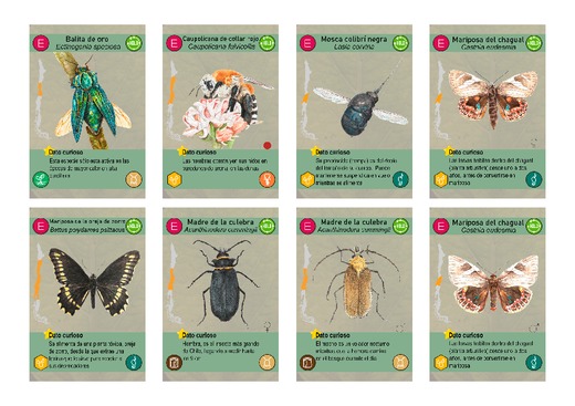 Musejuego Insectos