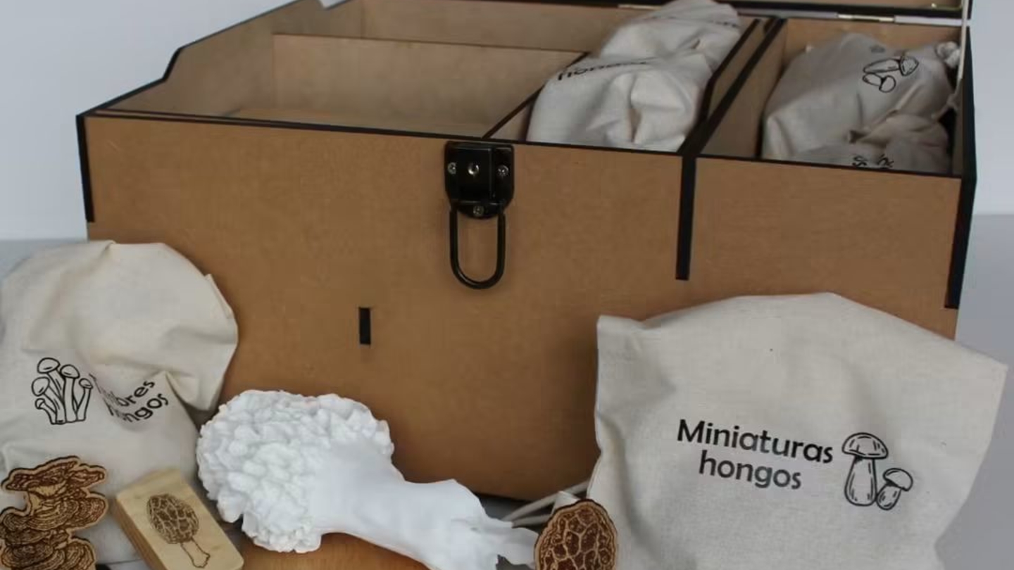 Caja descubrimiento fungi